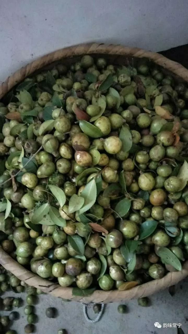 常宁人最深刻的记忆:摘茶子!你去摘了吗?